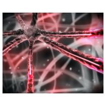 pink-microscopic-nervous-system-freepik-wavebreakmedia_kopie.jpg